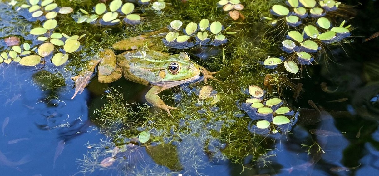 Frog and fish in pond