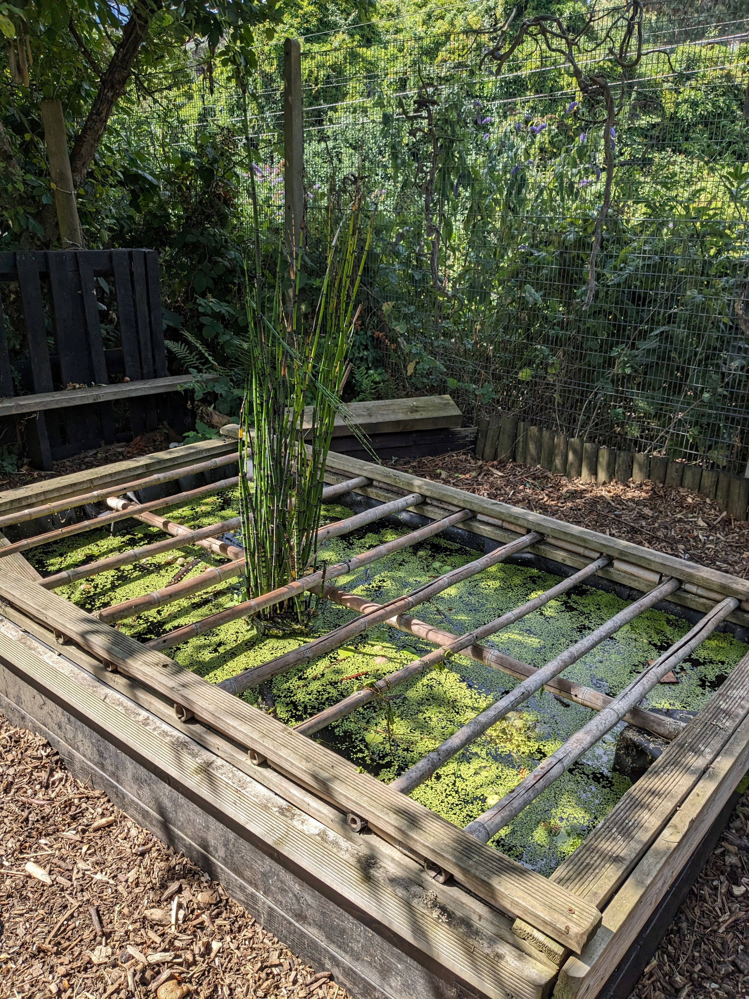 princess frederica fish pond princess frederica fish pond