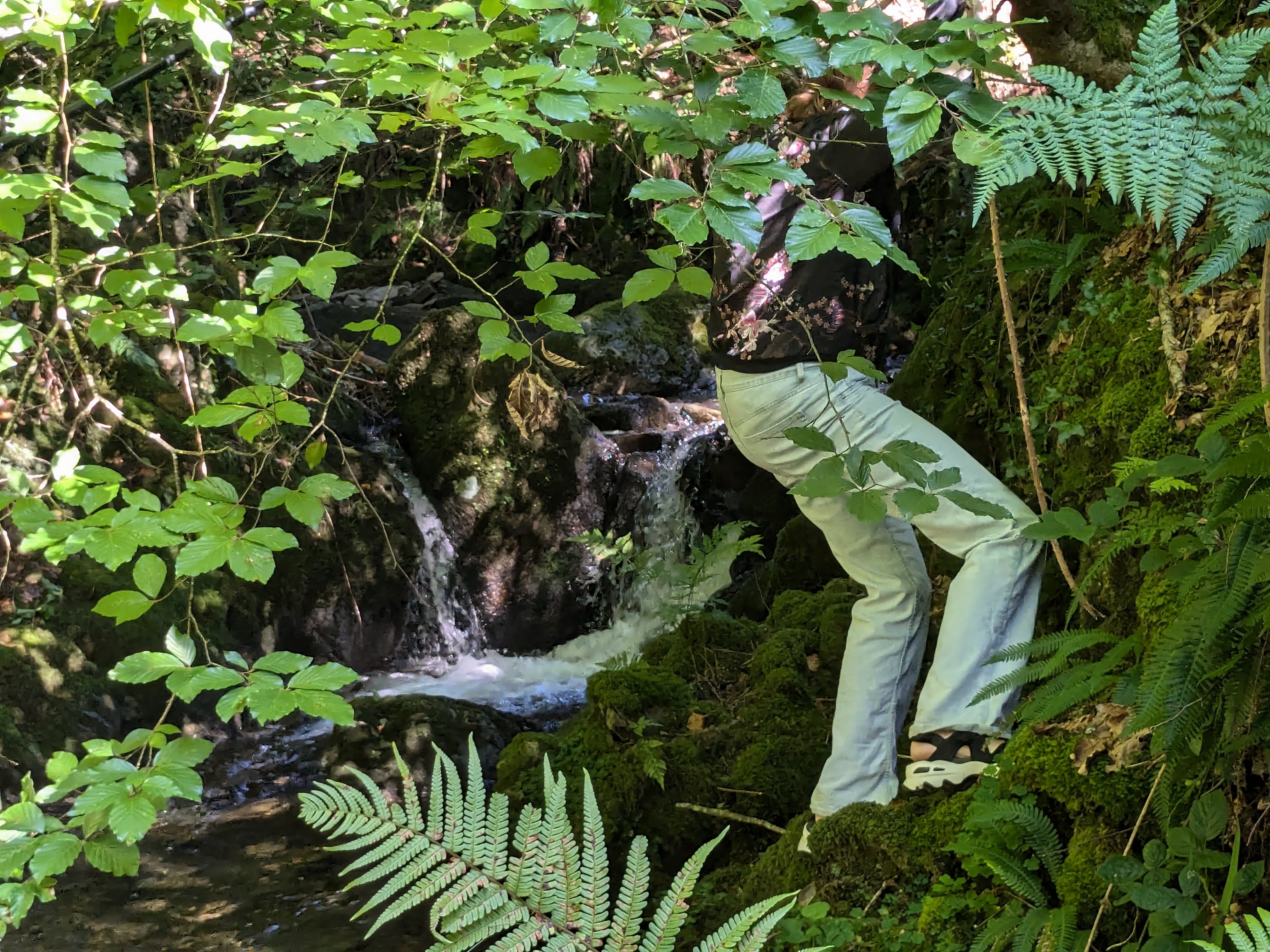 exploring rainforest