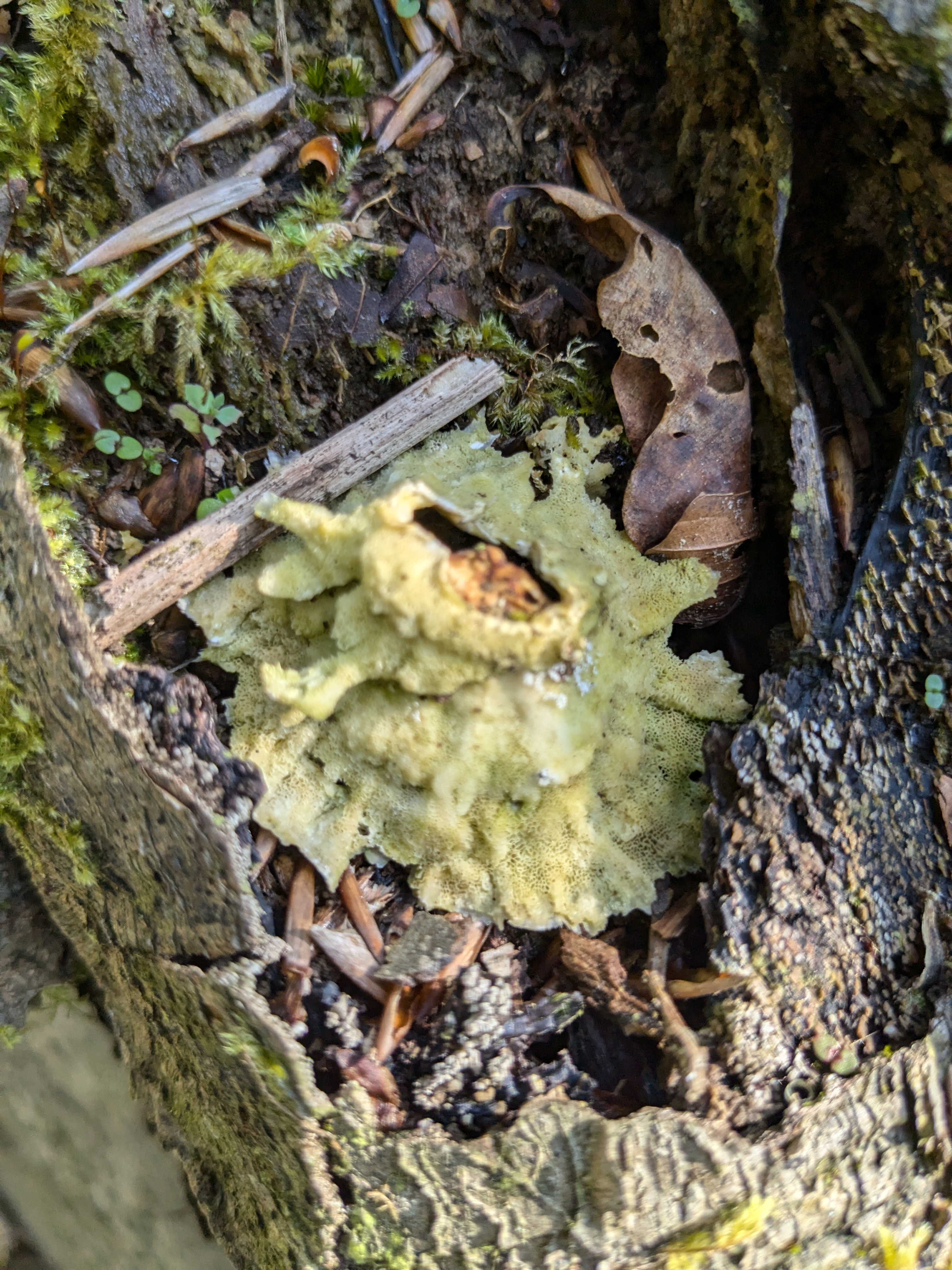 weird green fungi in prenteg