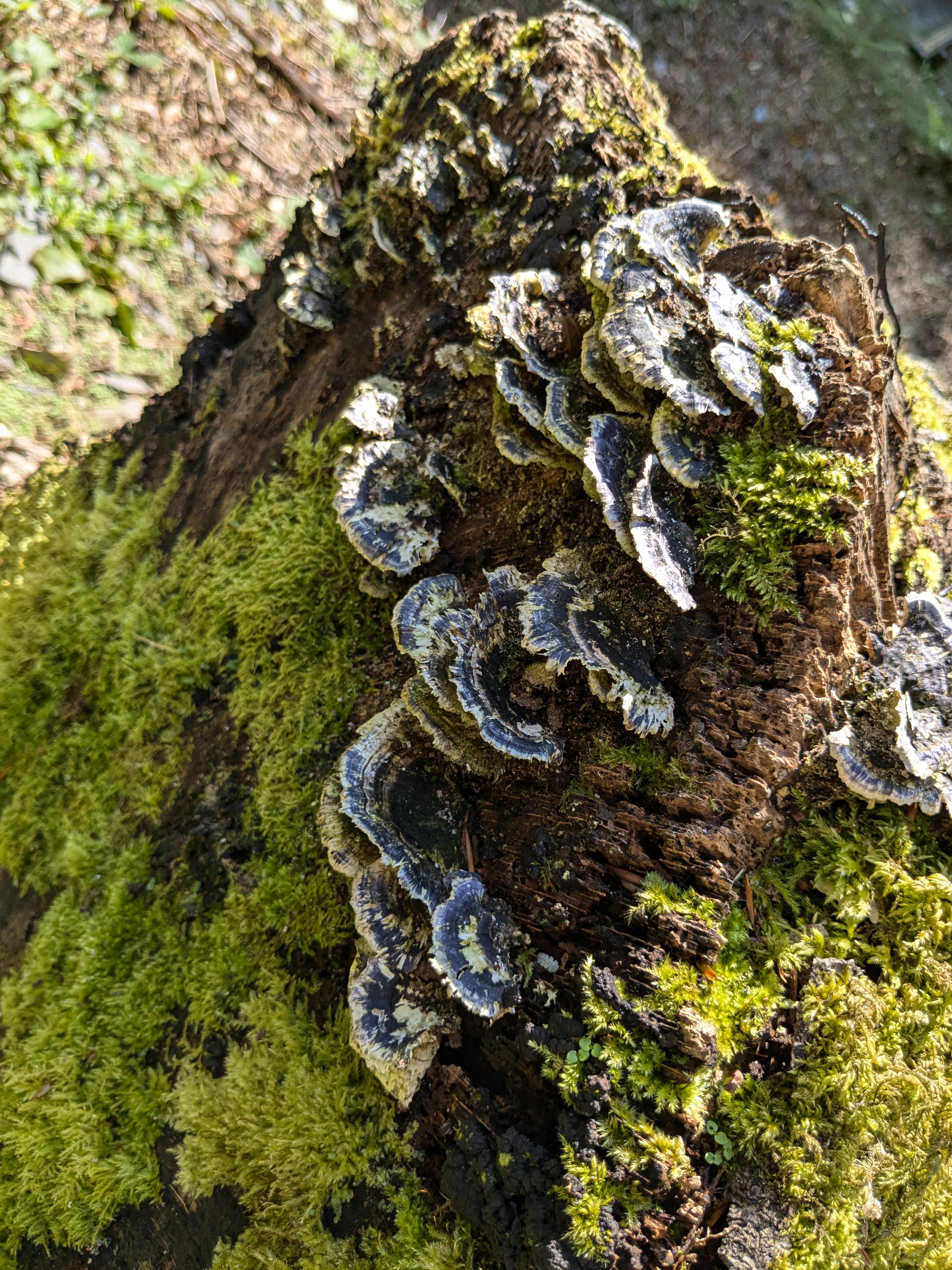 fungi on tree