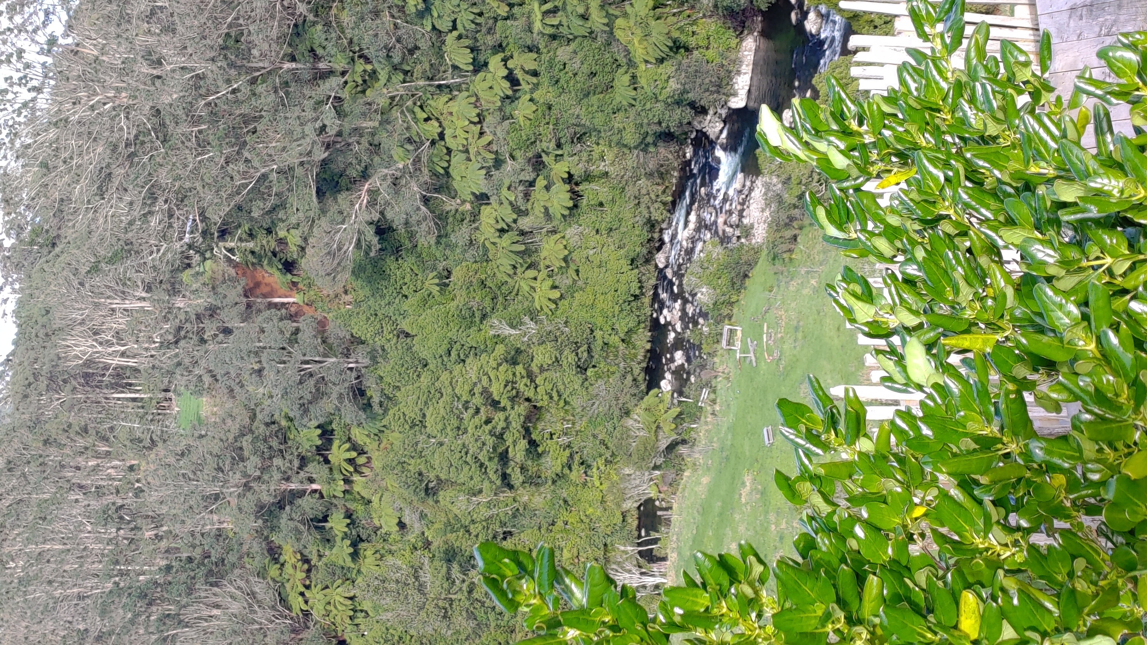 Green school river