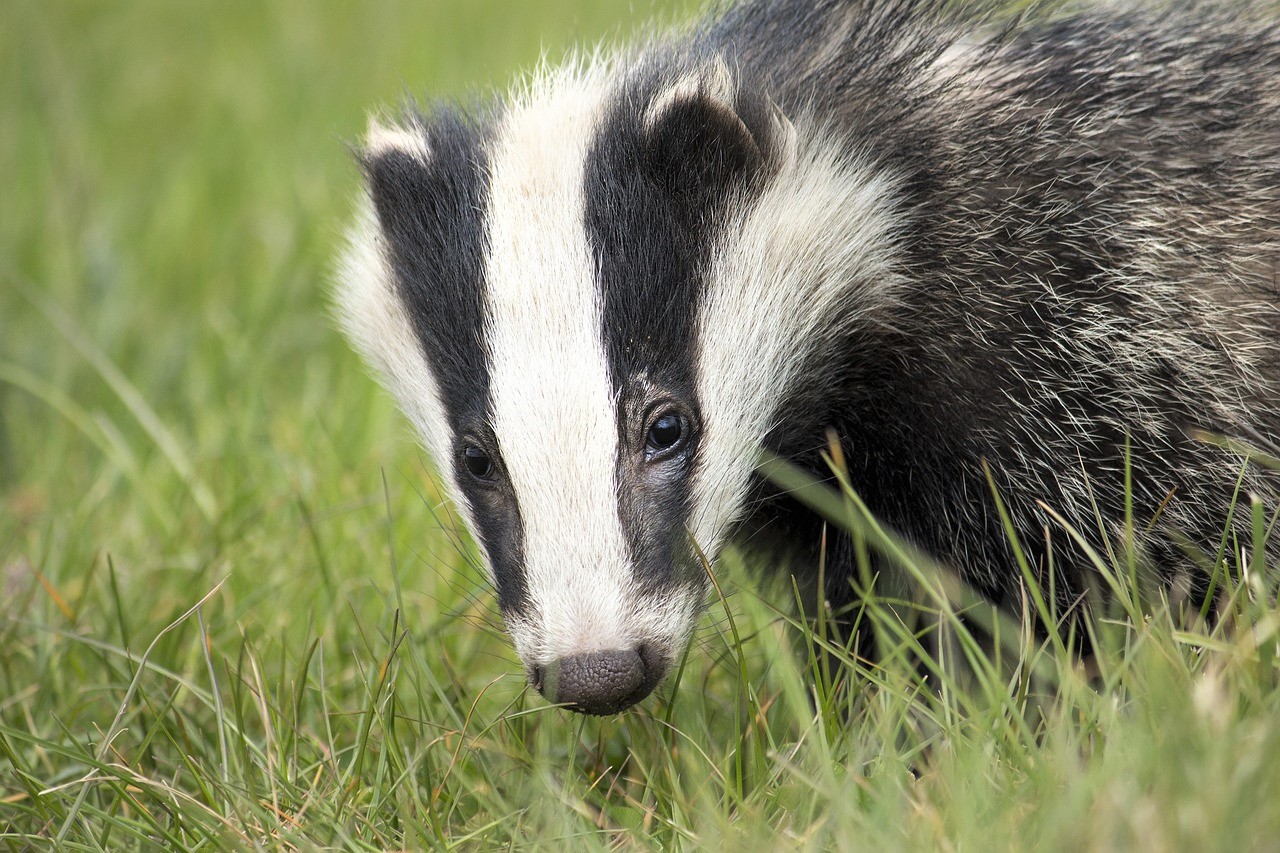 badger UK