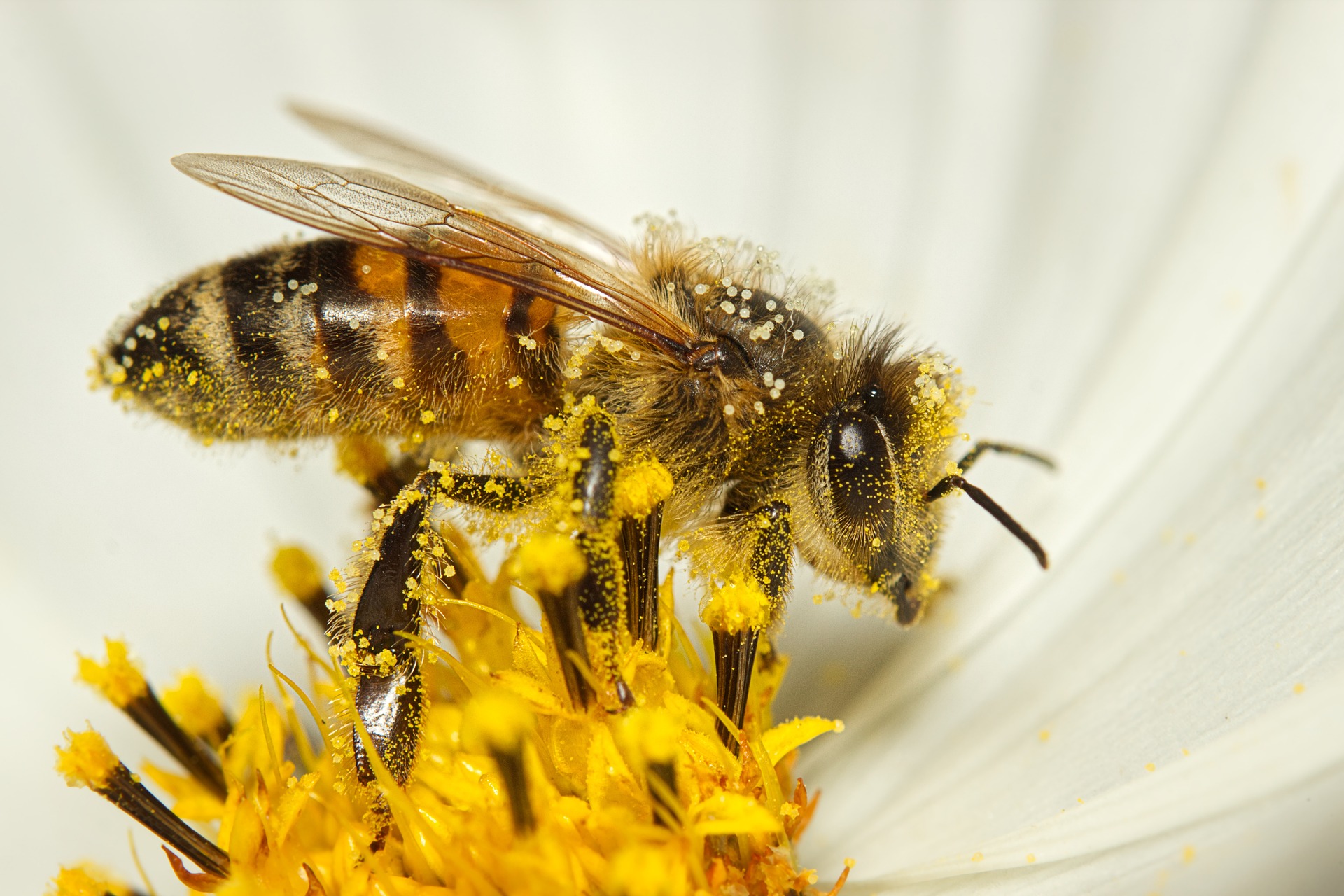 bee on yellow flower