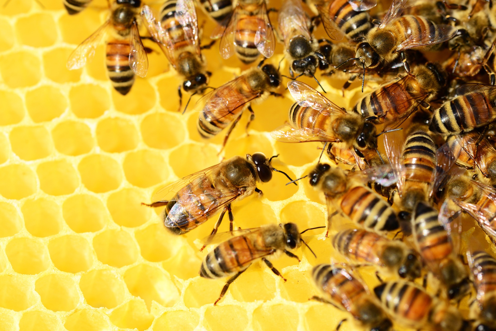 Bees making honey