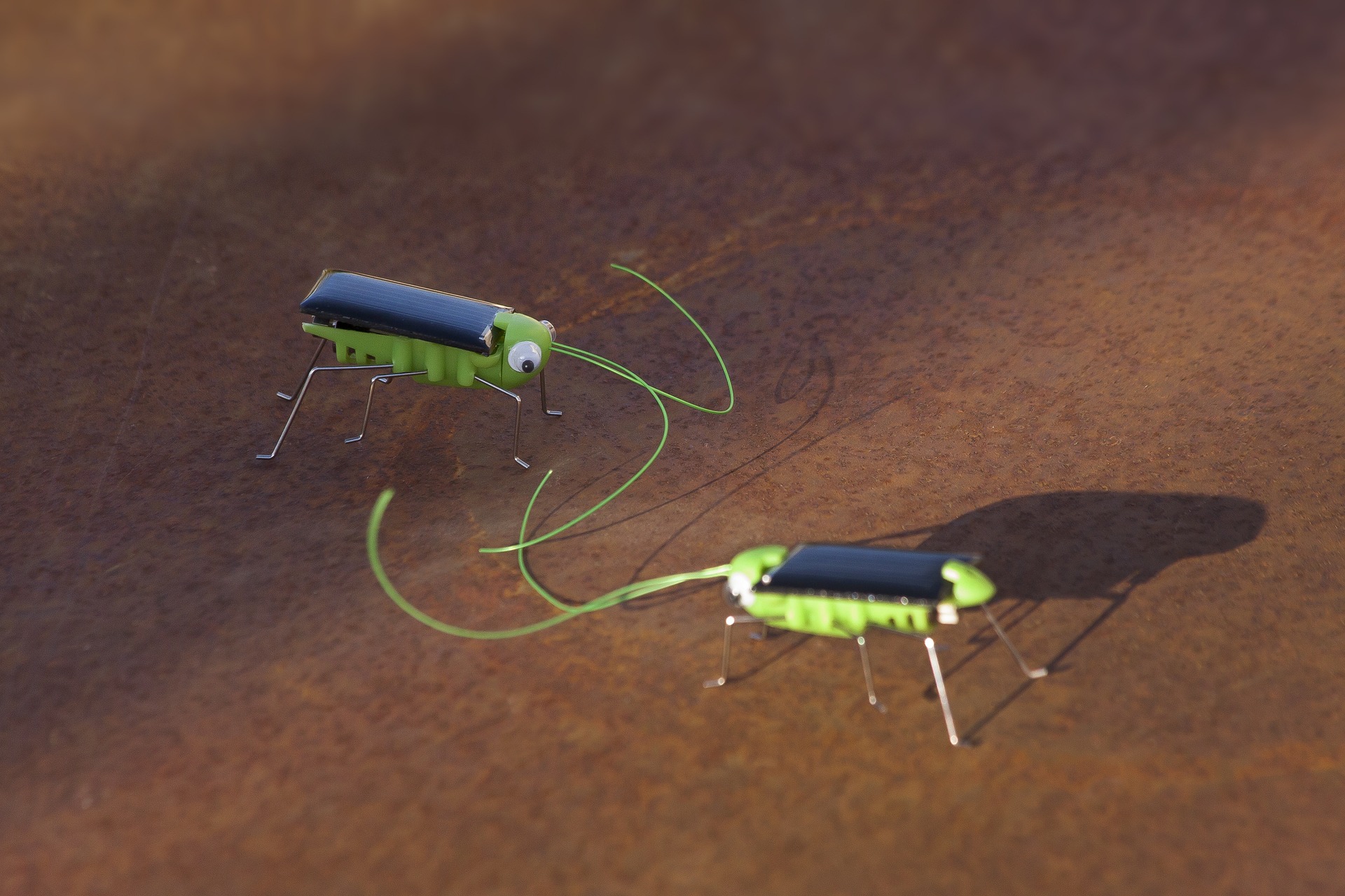 solar bug