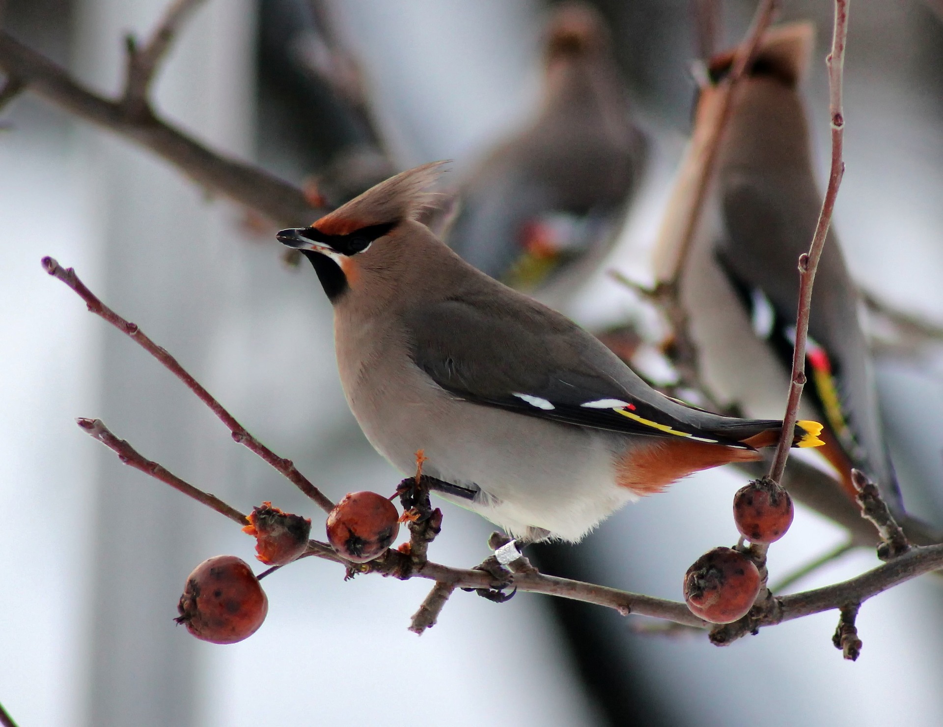 birds finland birds finland