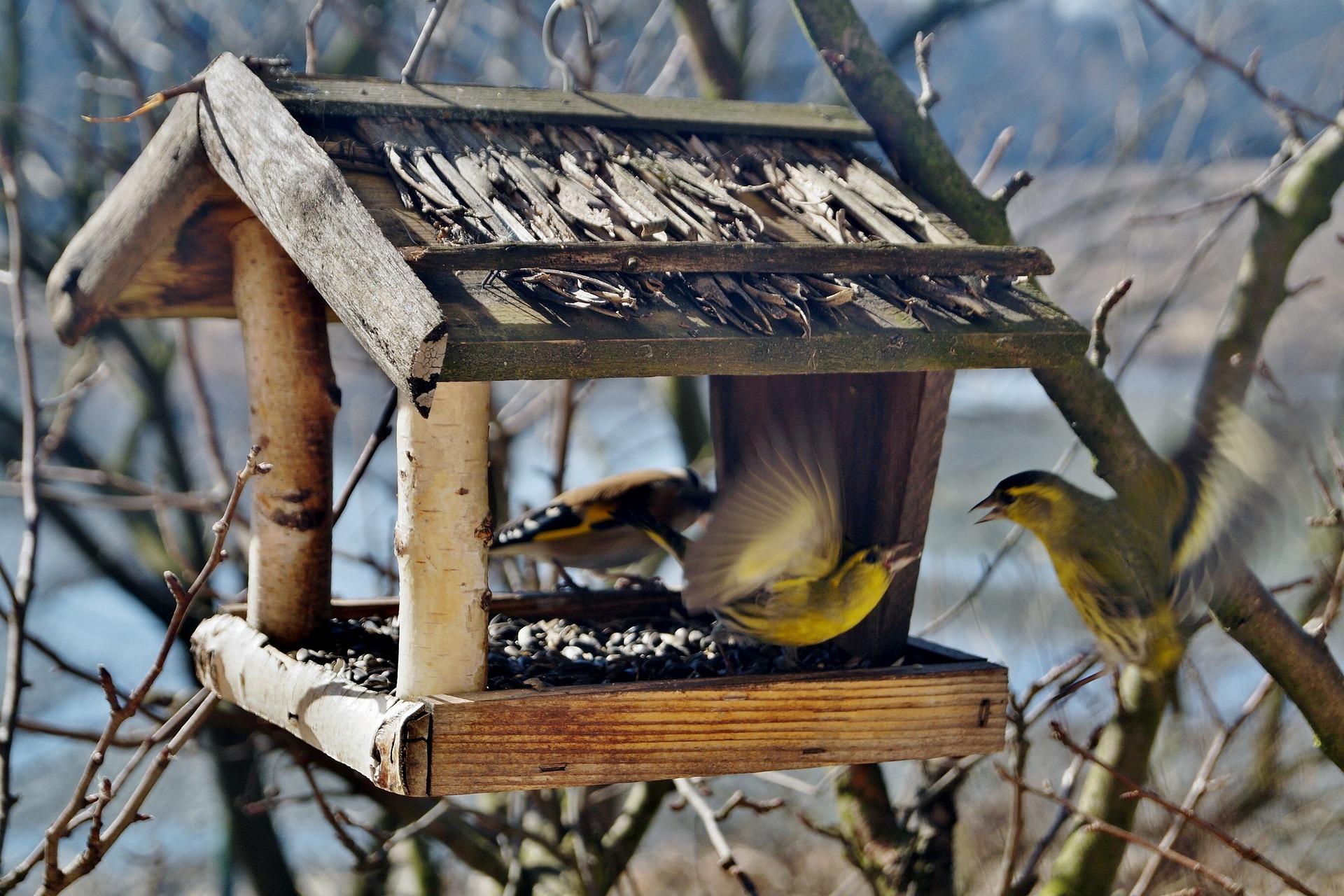 bird feeder and birds