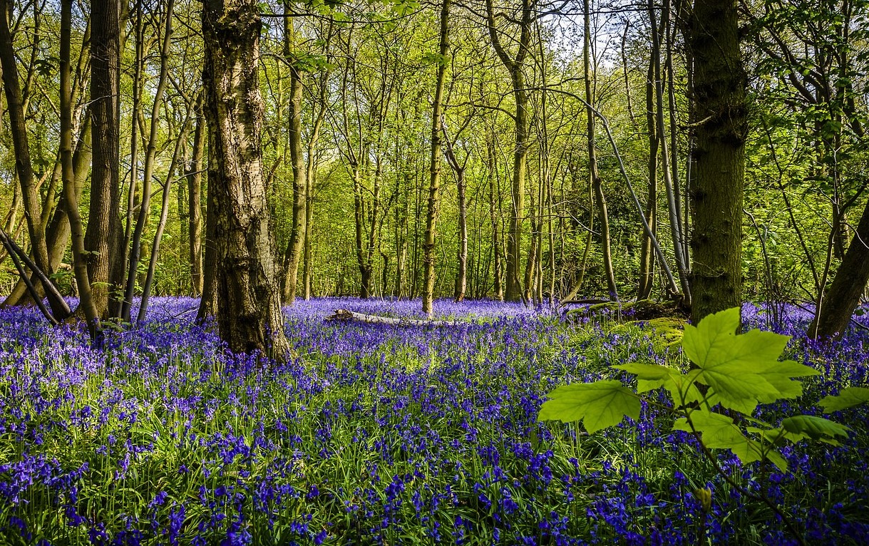 Bluebells