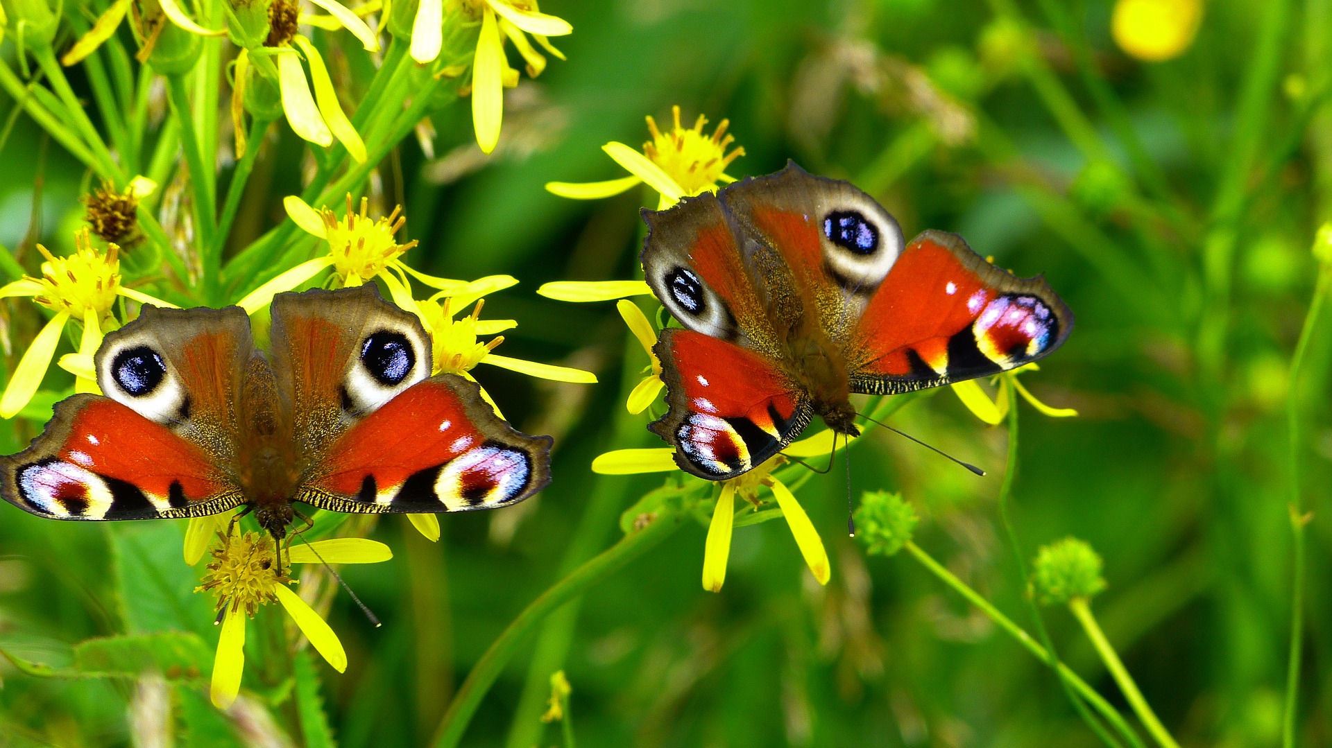 two butterflies with eyes