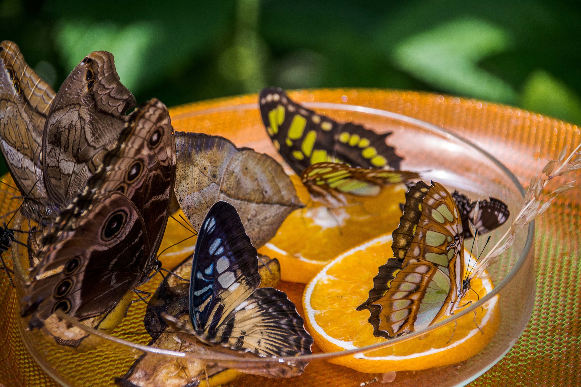 Butterfly feeder Butterfly feeder