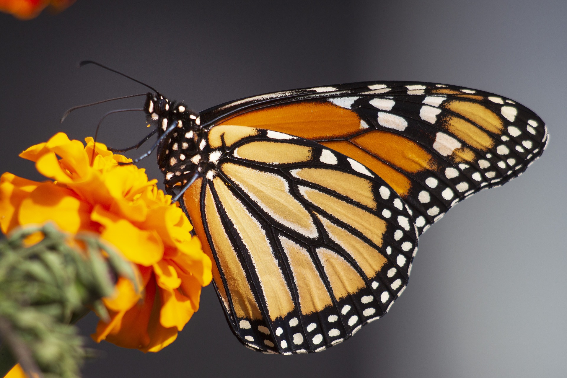 Monarch butterfly