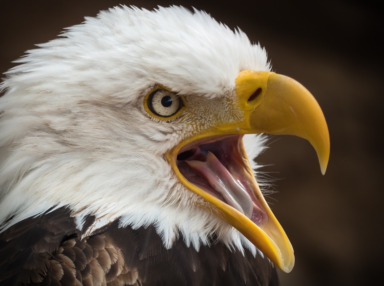 White-tailed eagle White-tailed eagle