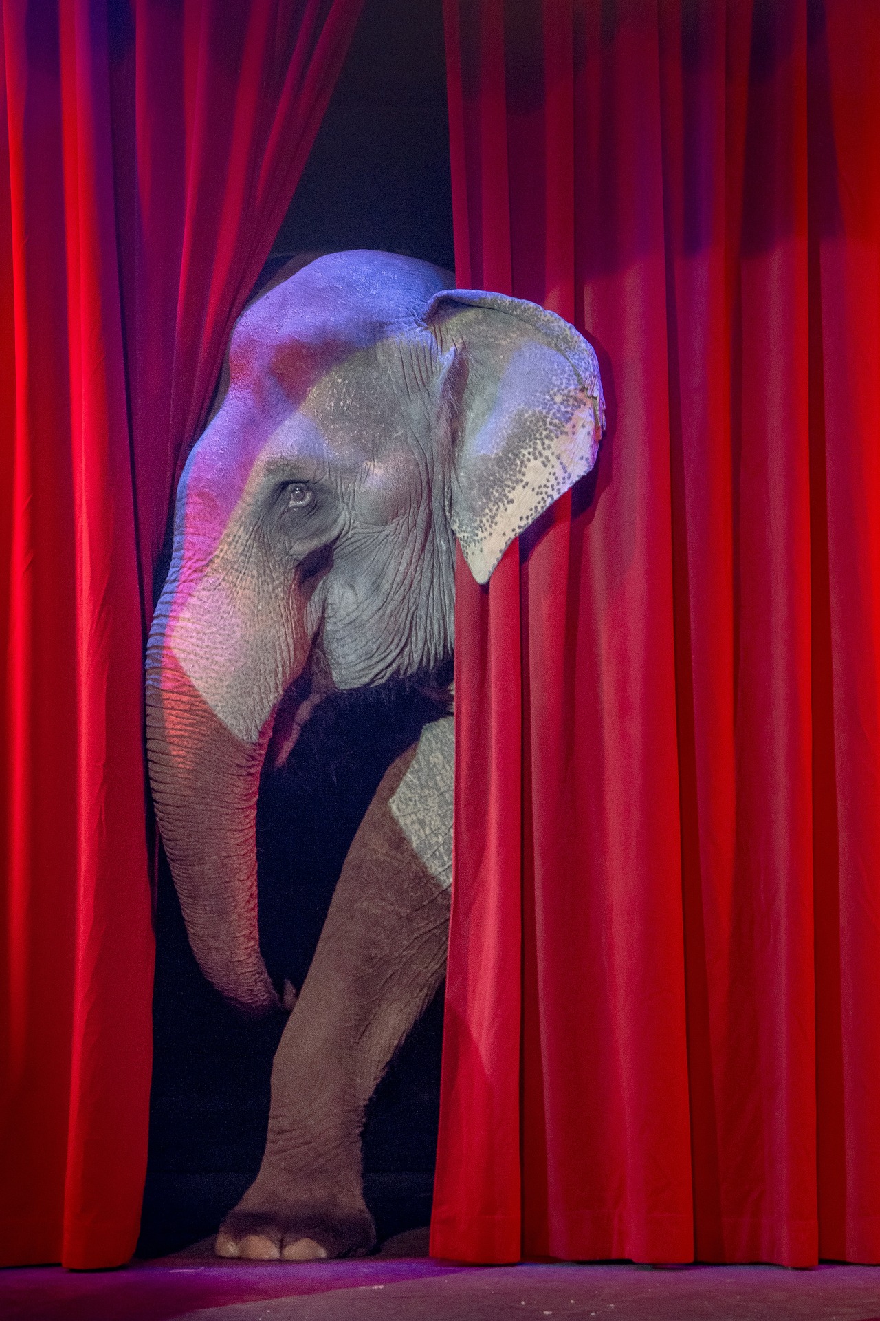 circus elephant