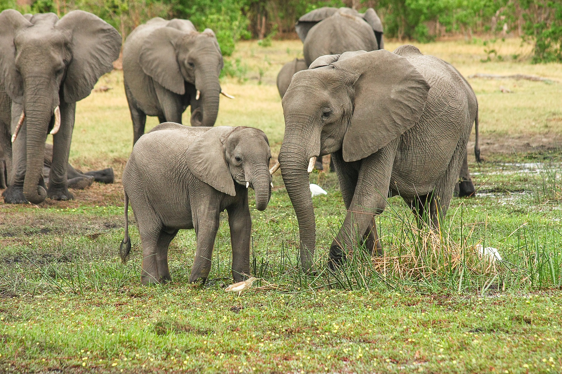 elephant family
