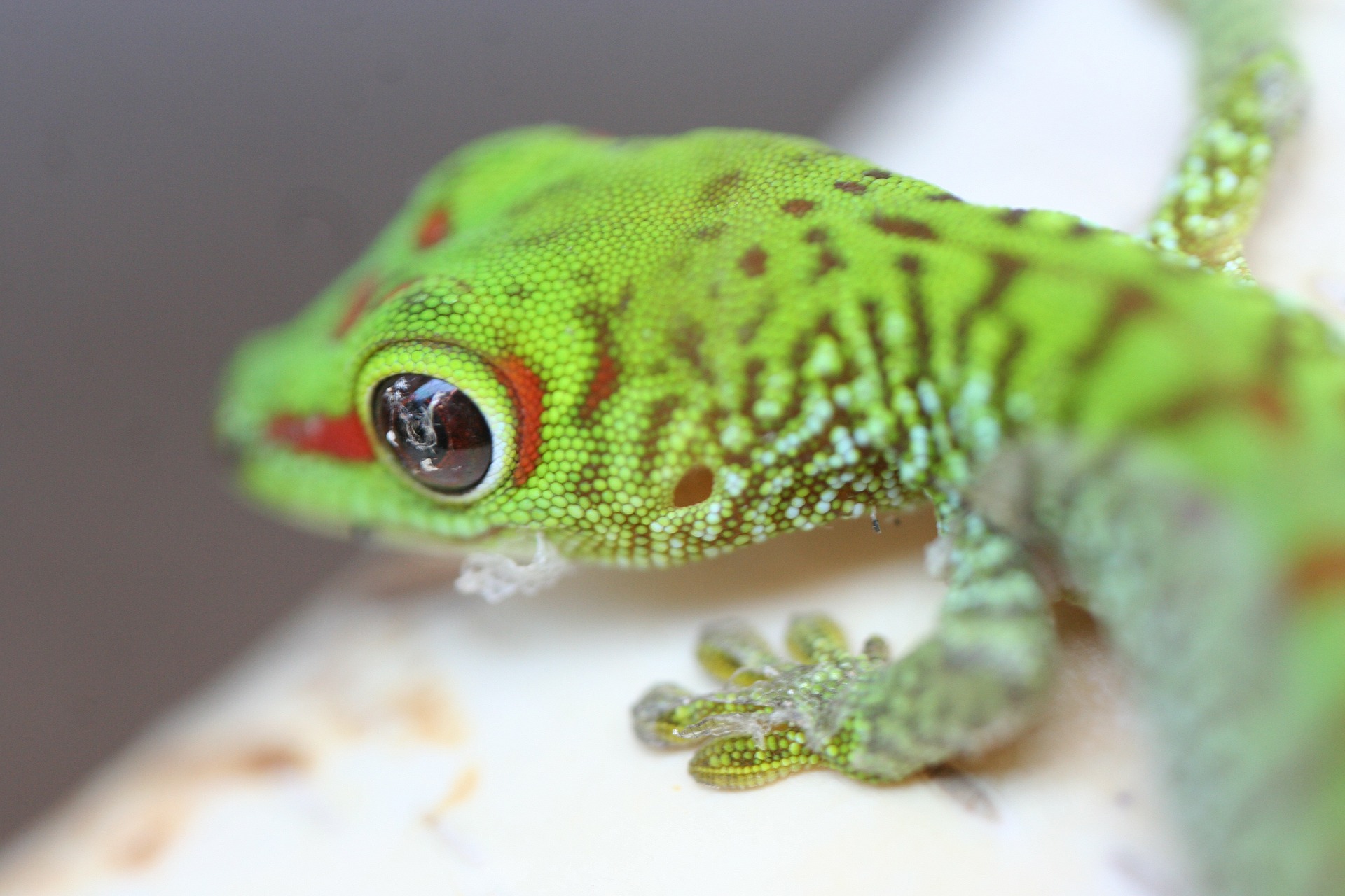 baby reptile