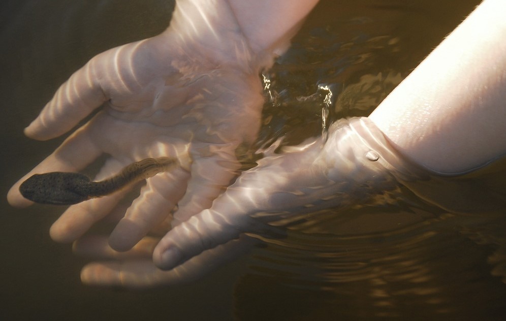 tadpole and child's hands in pond