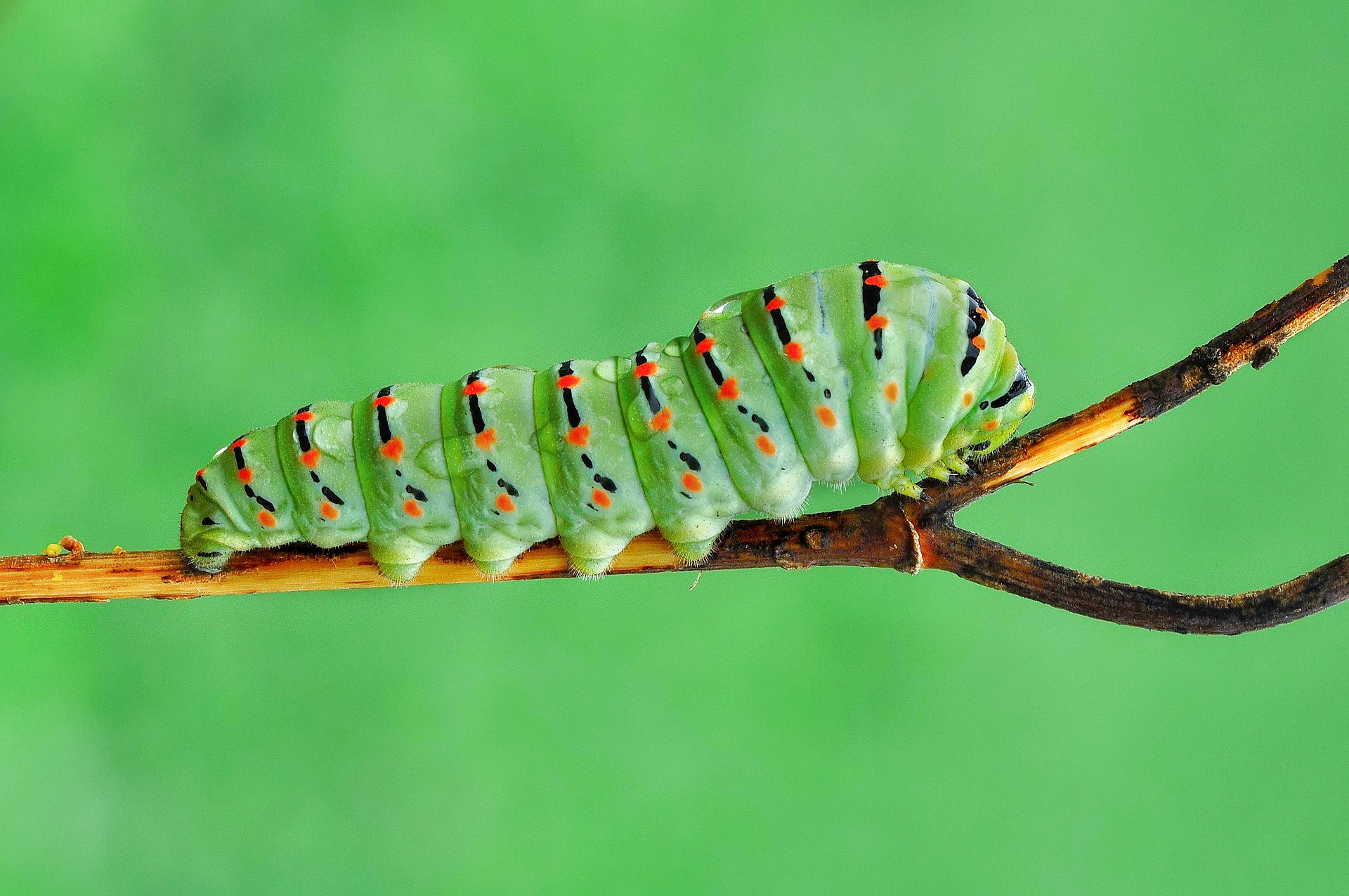 caterpillar