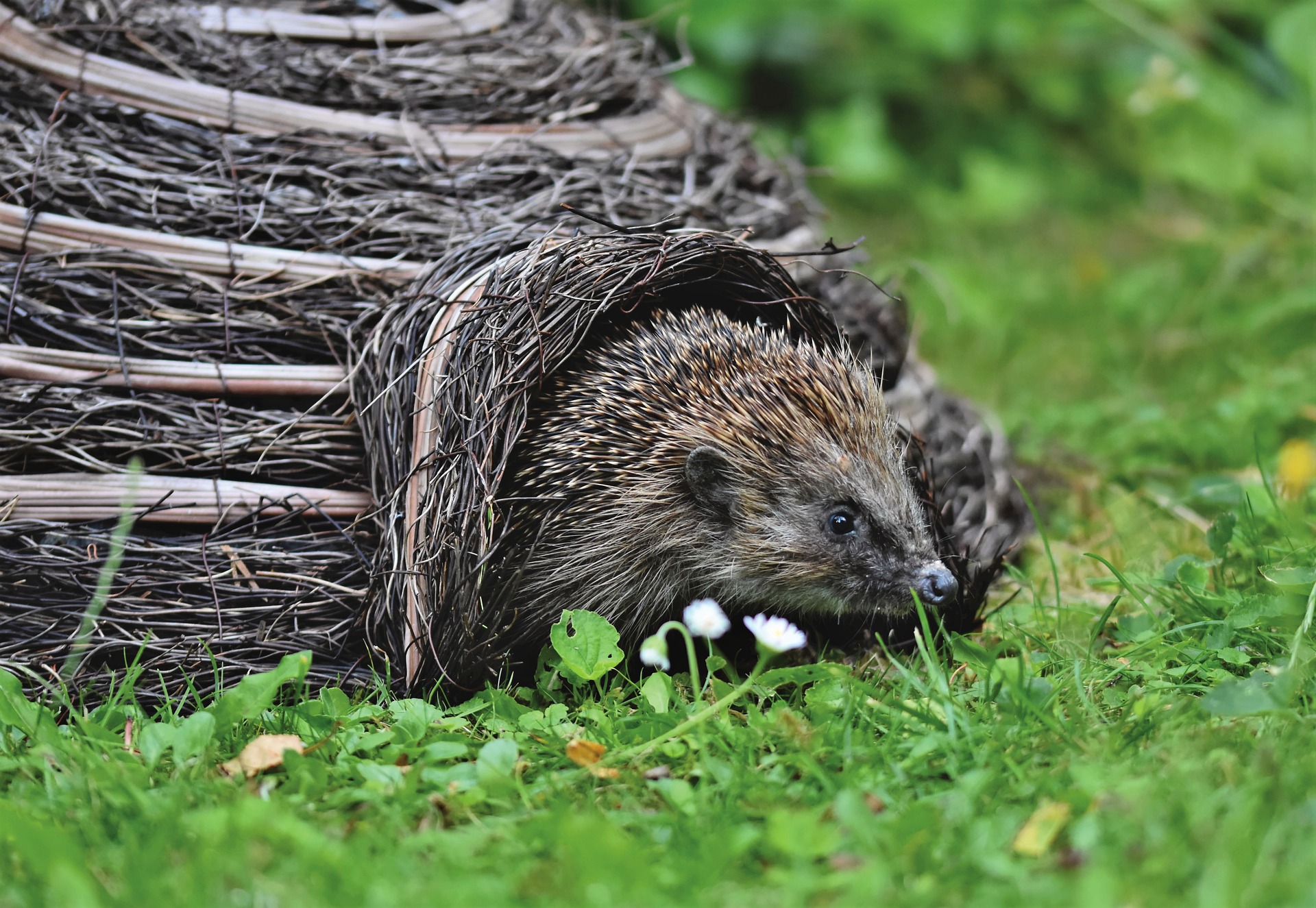 hedgehog house willows
