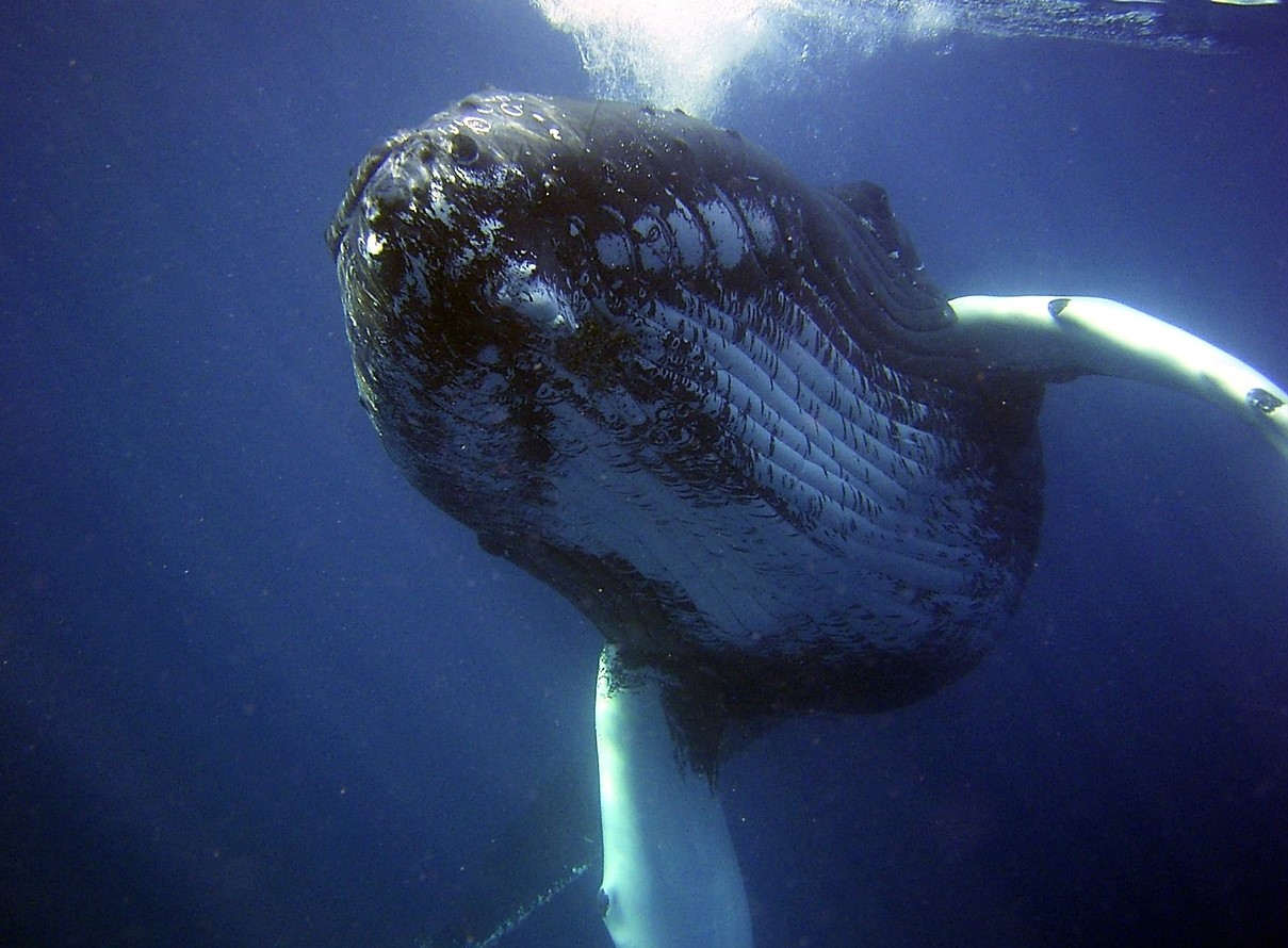 how to save the whales closeup