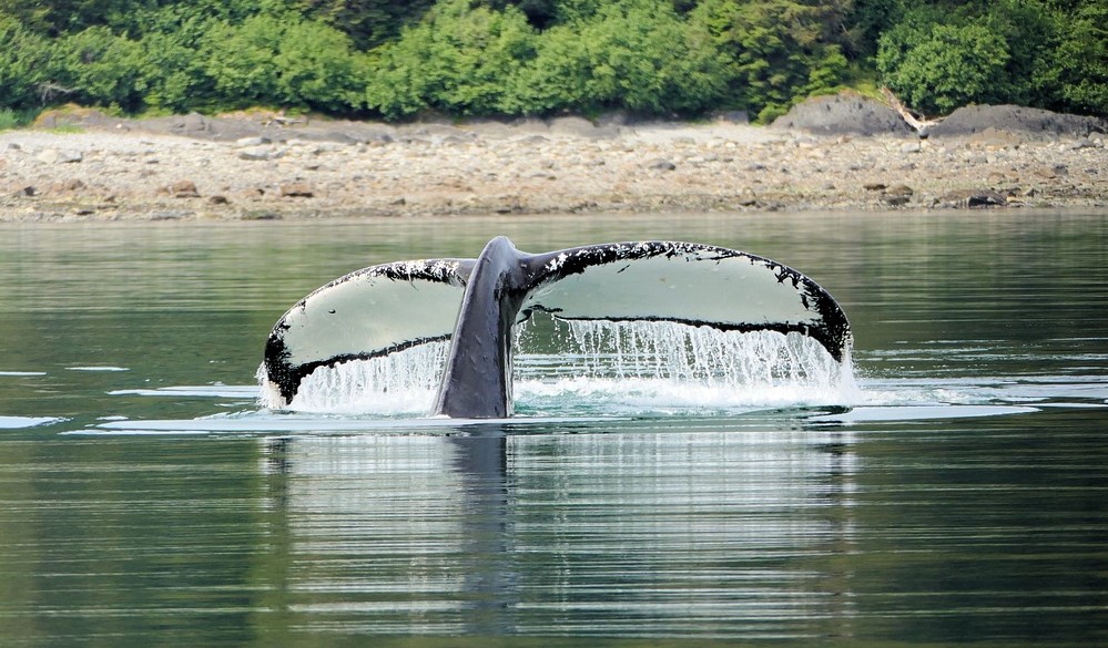 whale tale in sea