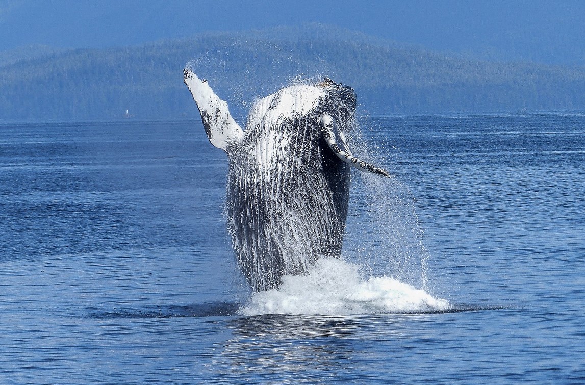 Whale leaping out of water