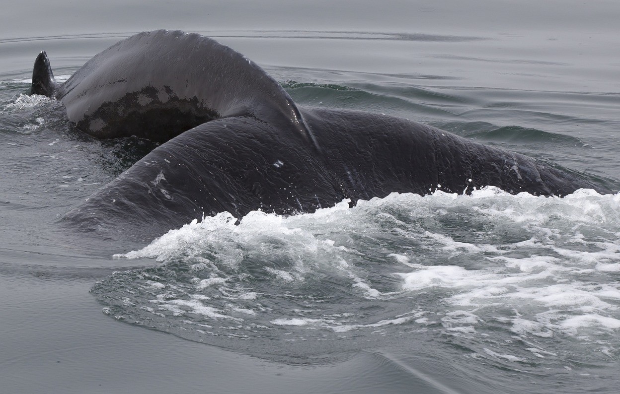 whale beeched