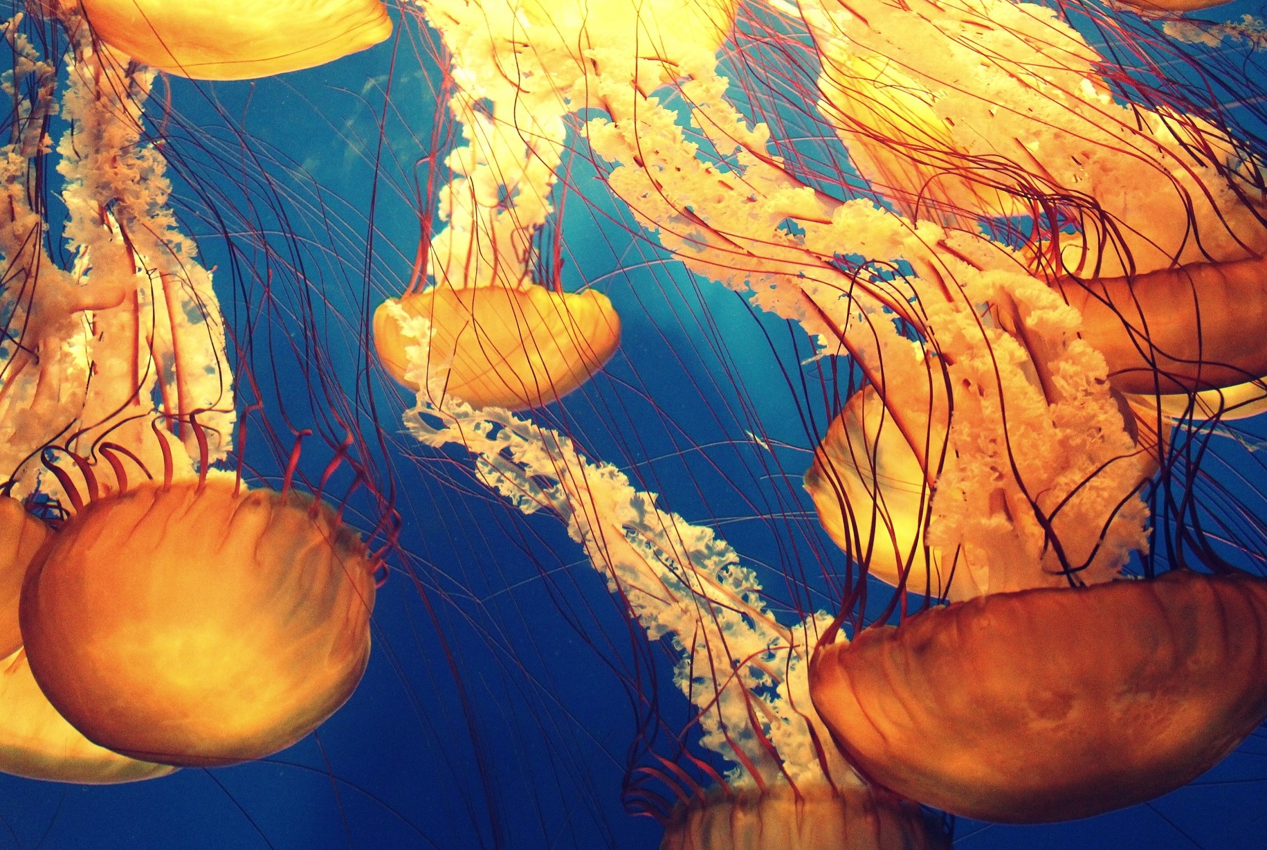 jelly-fish