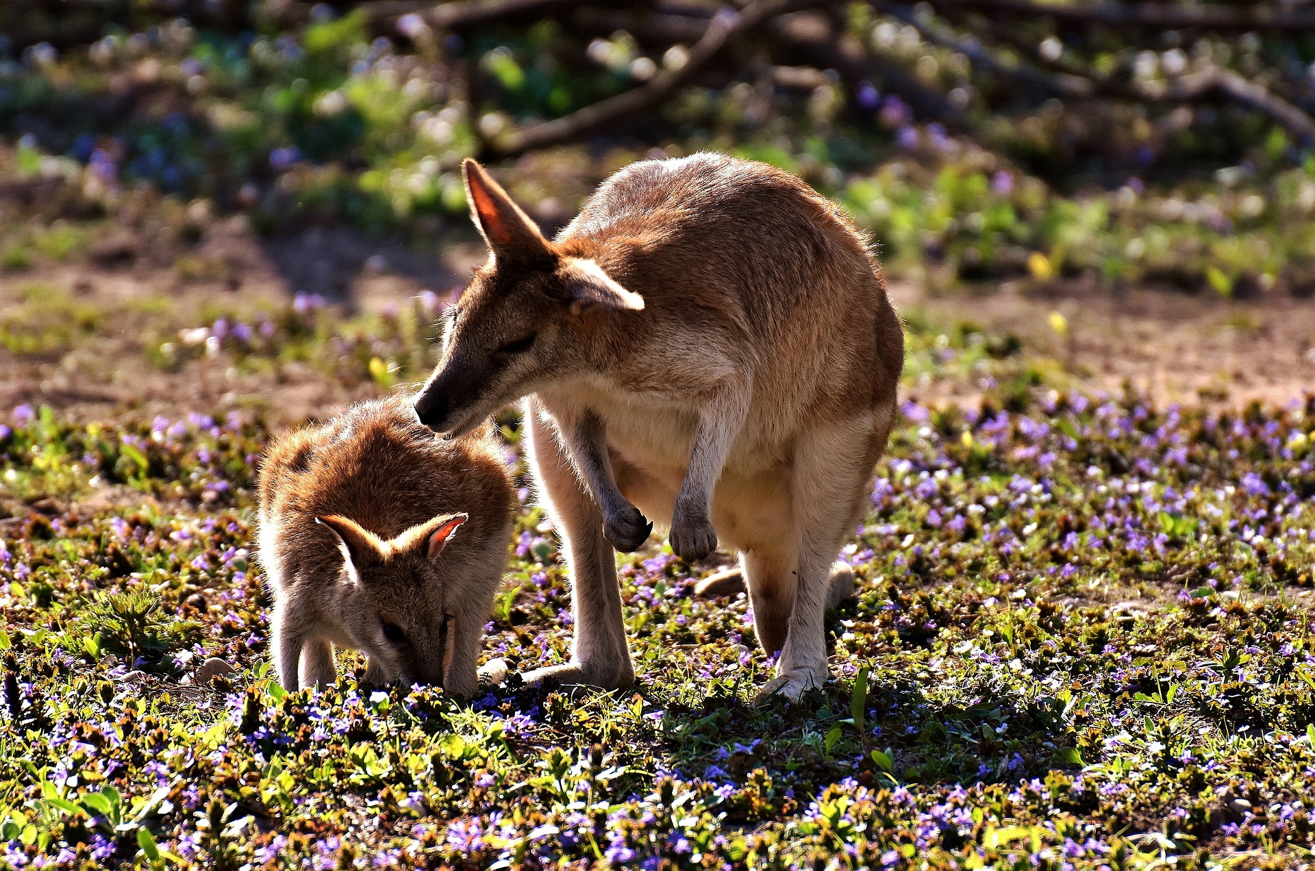 Kangaroo Kangaroo