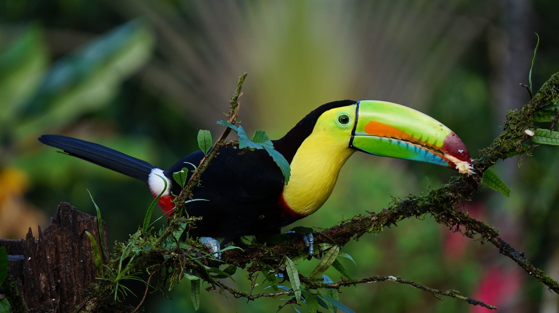 toucan toucan