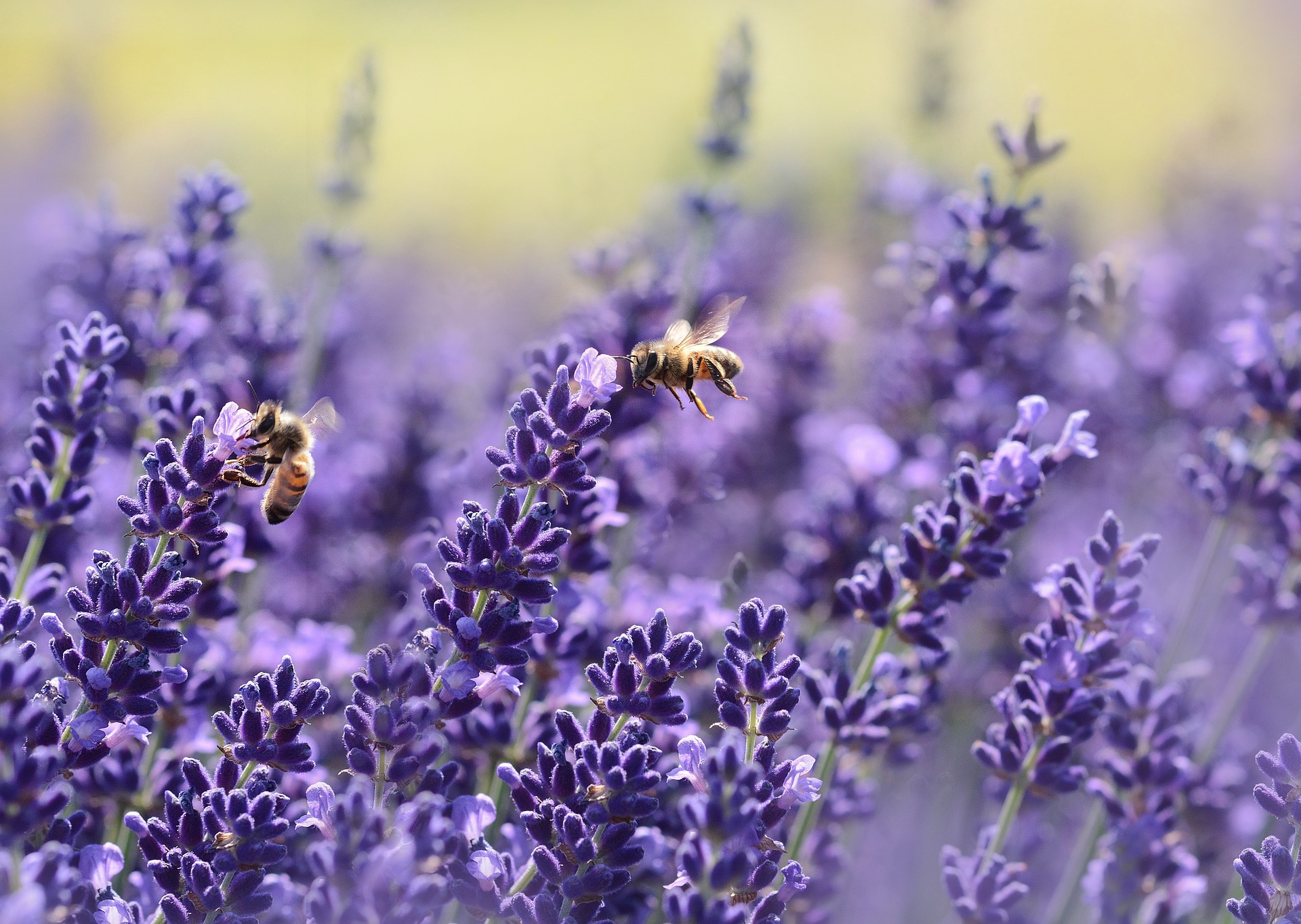bees on lavender flowers