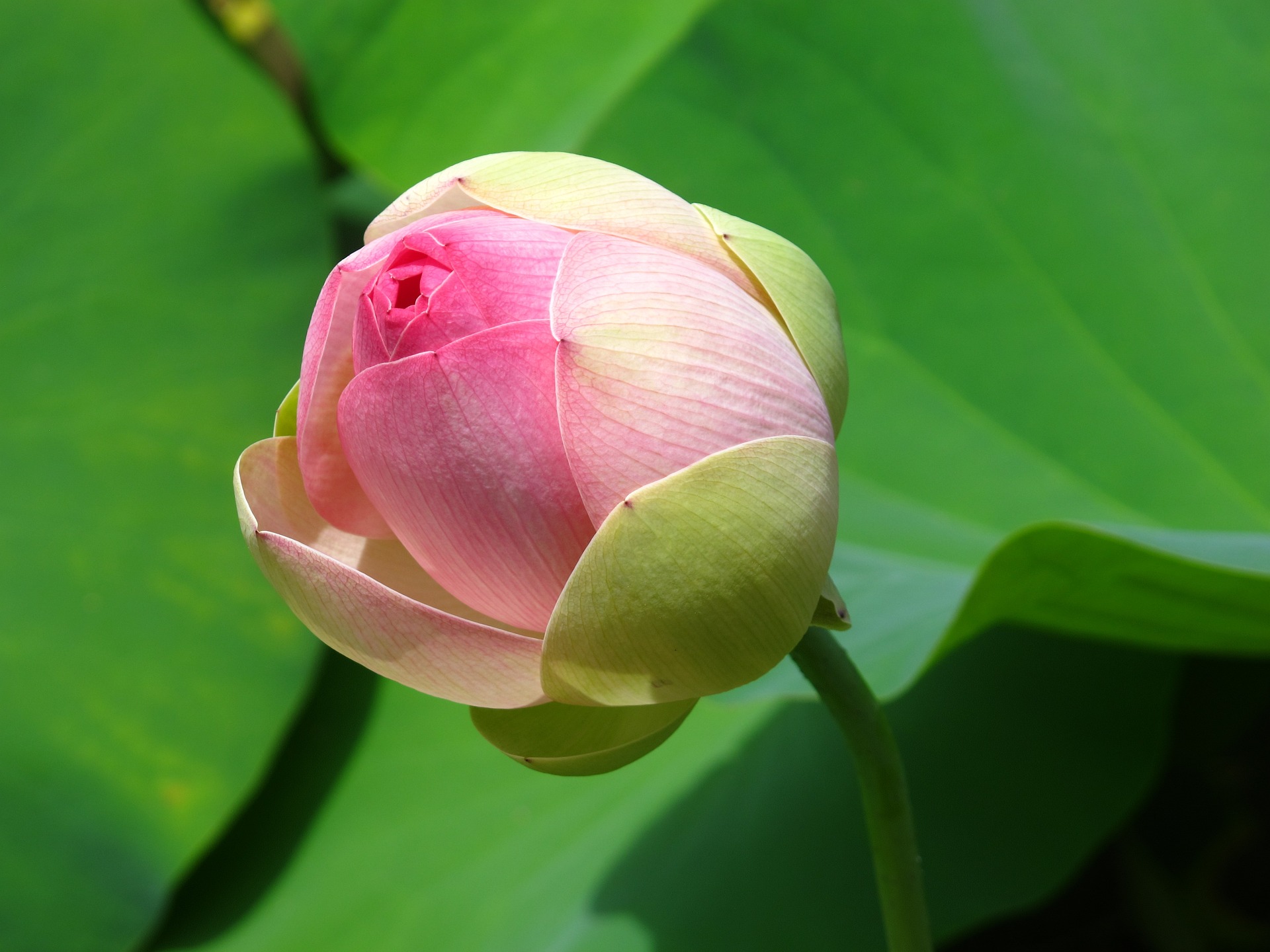 flower bud