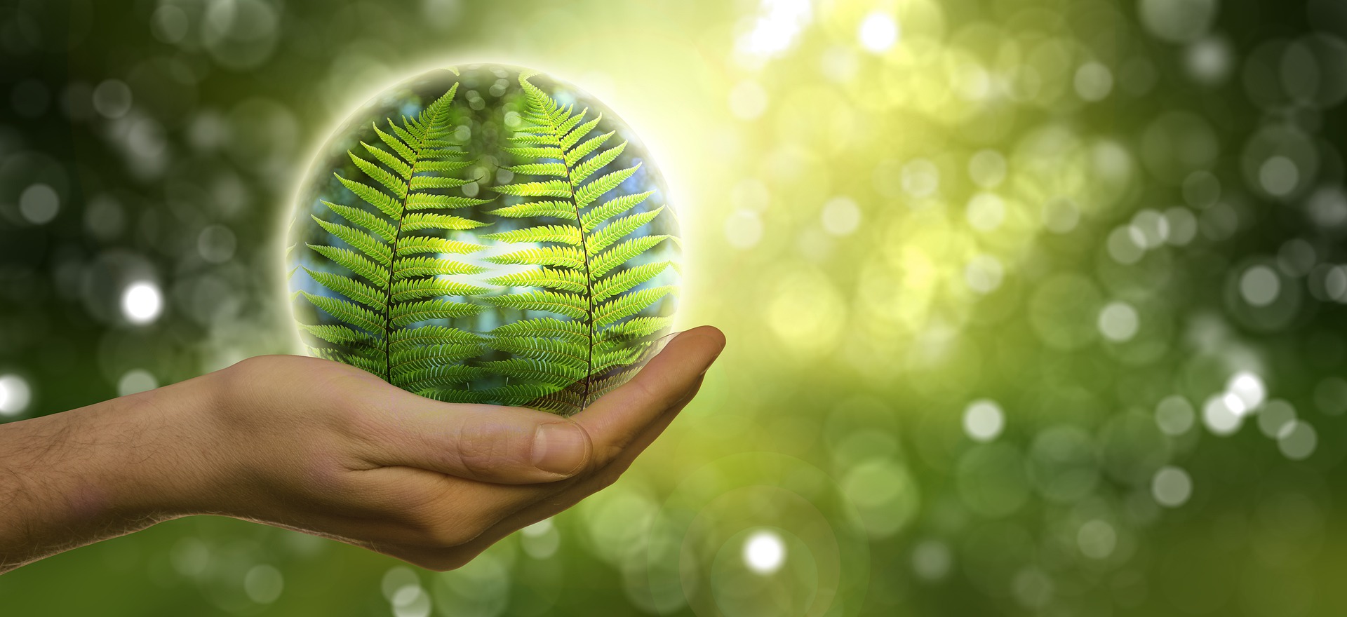 fern globe in hands pixabay