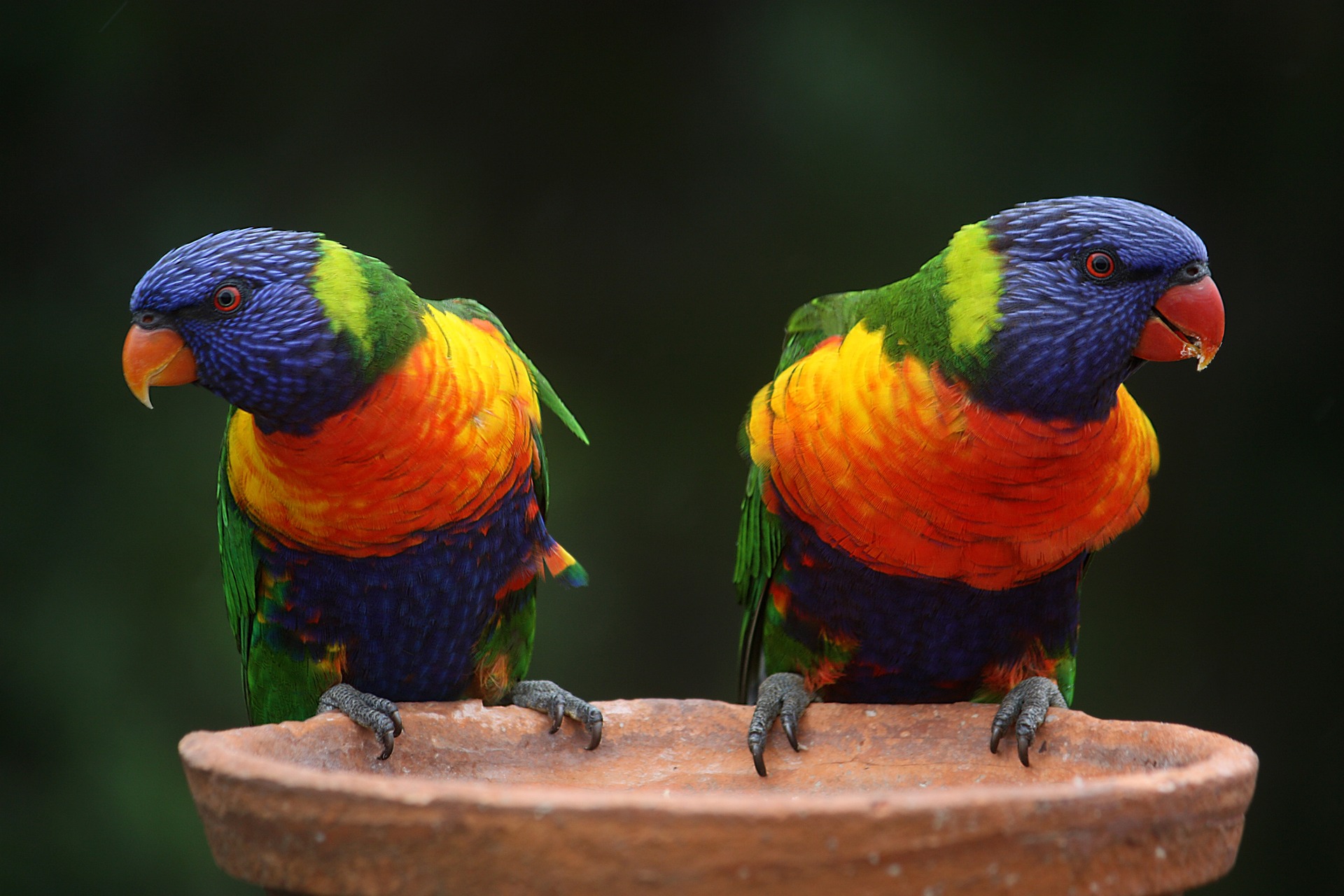 Australian birds Australian birds