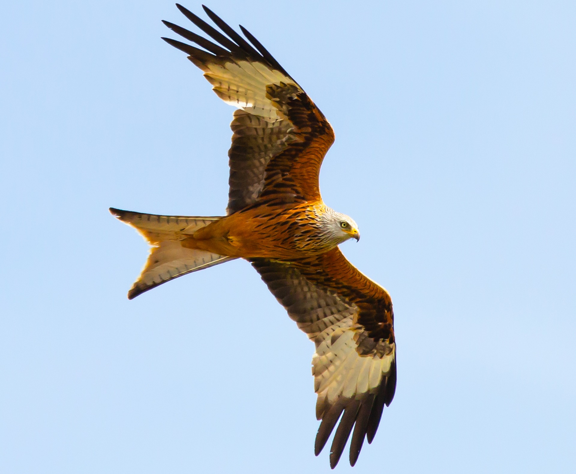 red kite