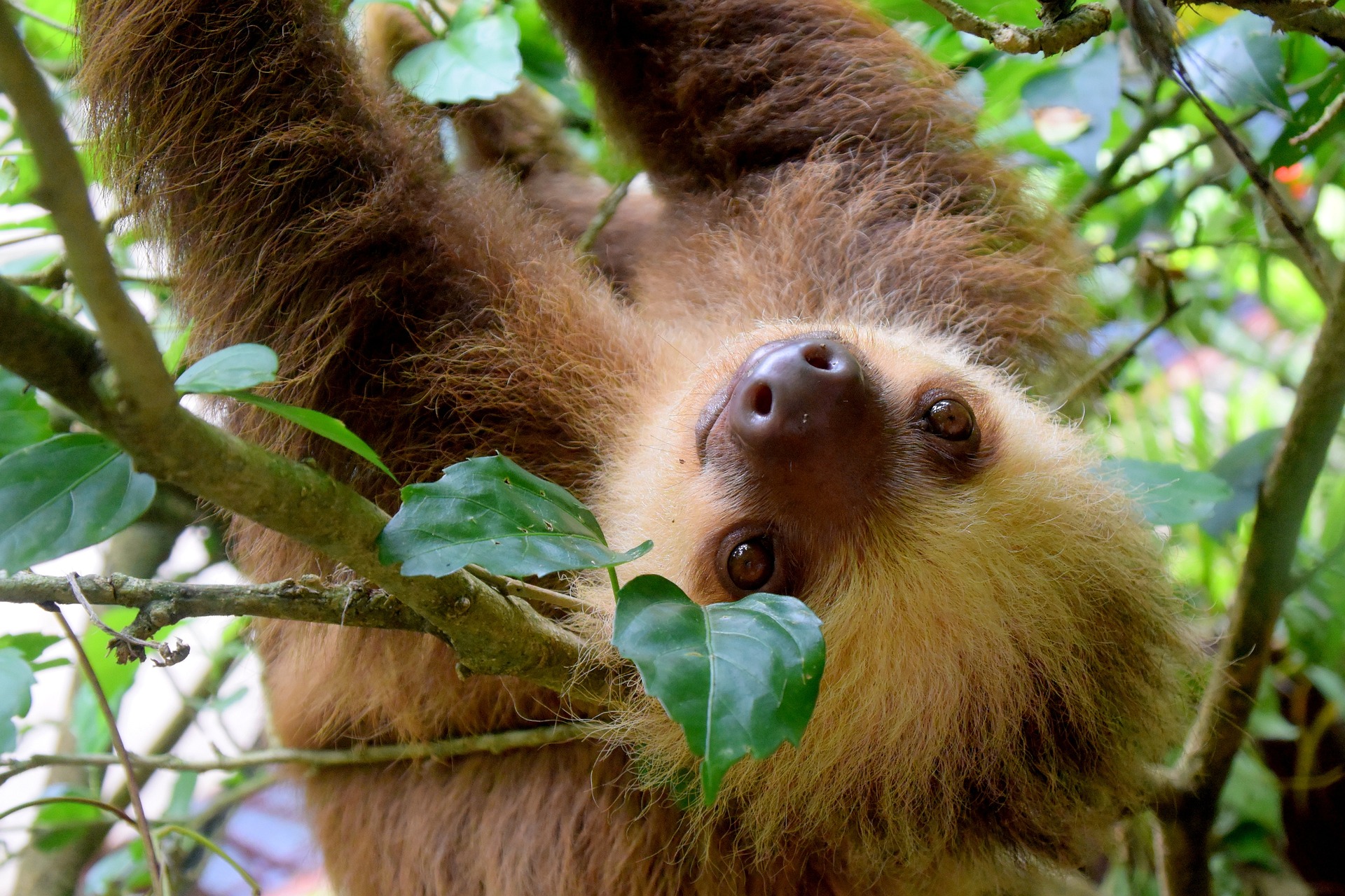 Costa rica sloth
