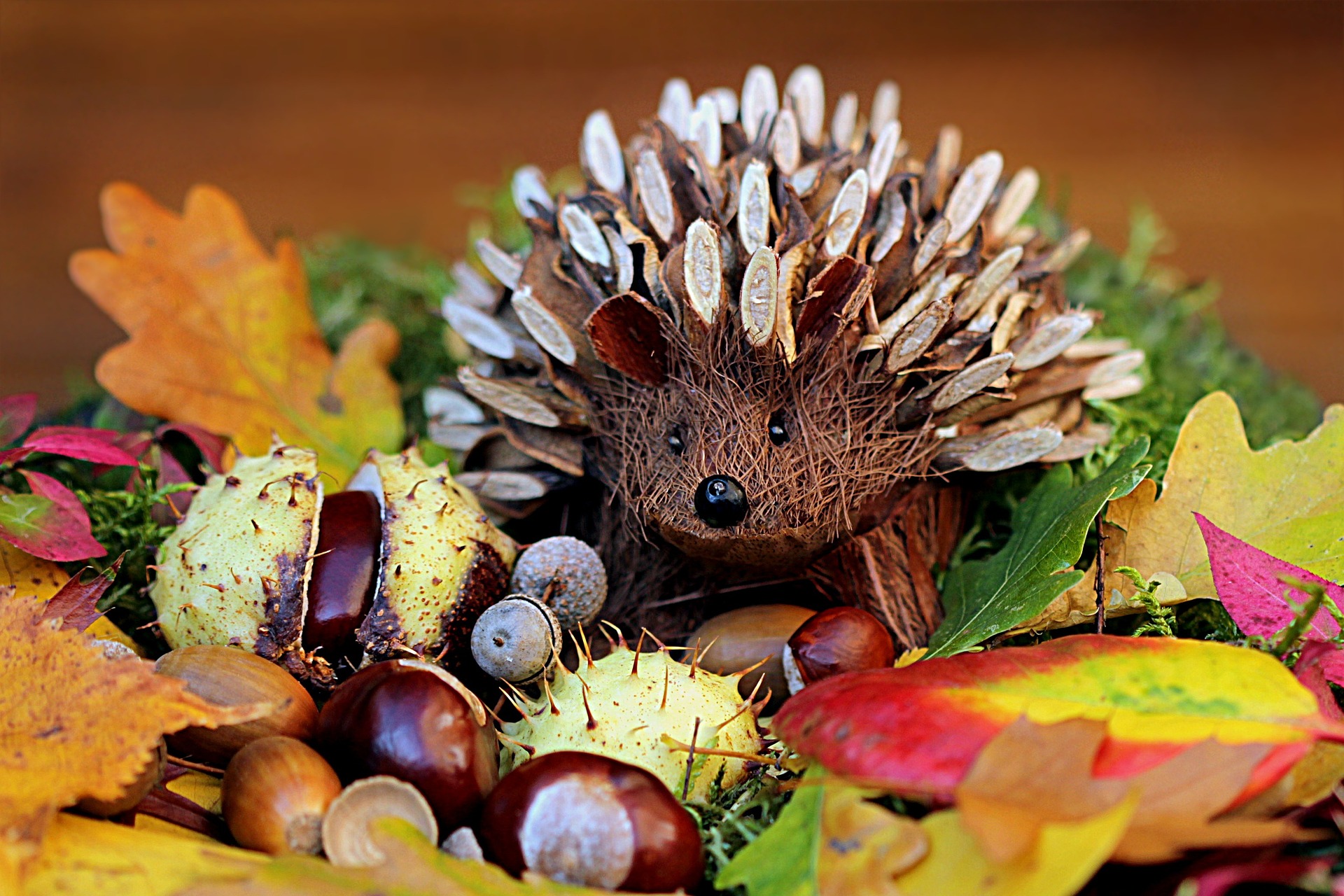 hedgehog model art