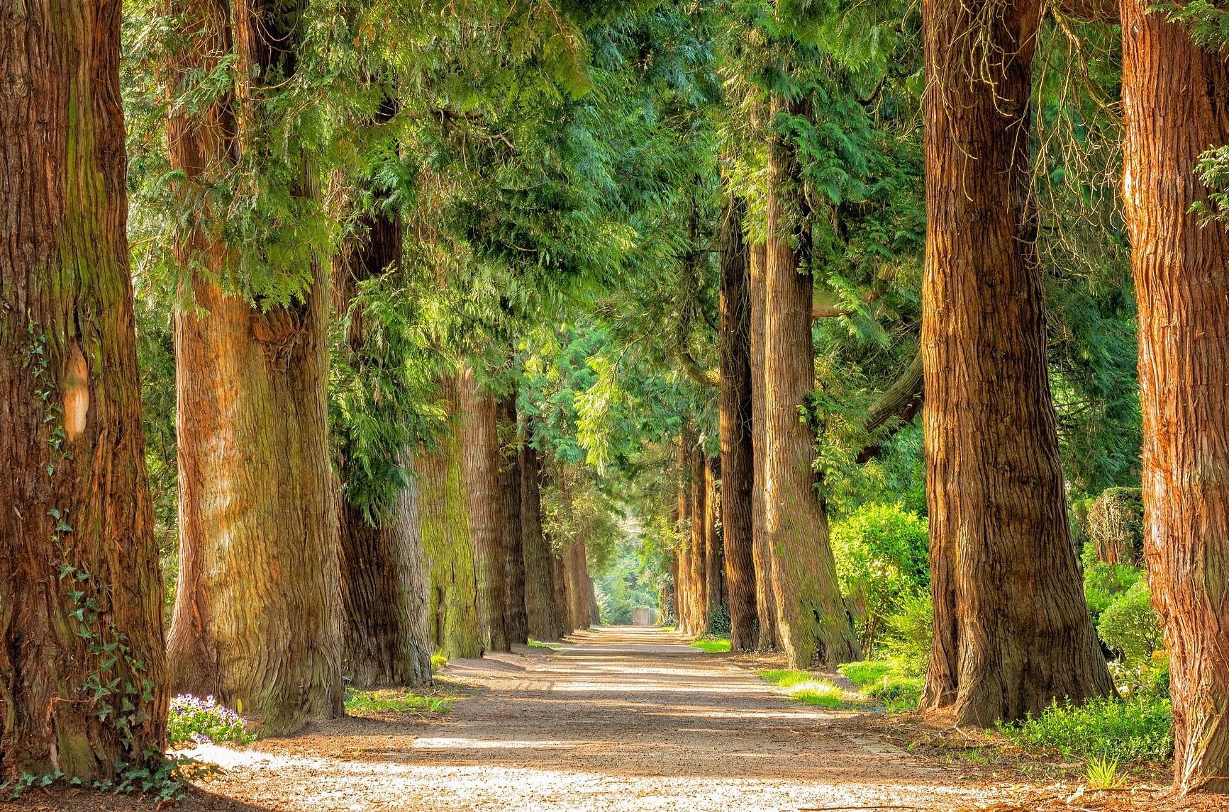 trees