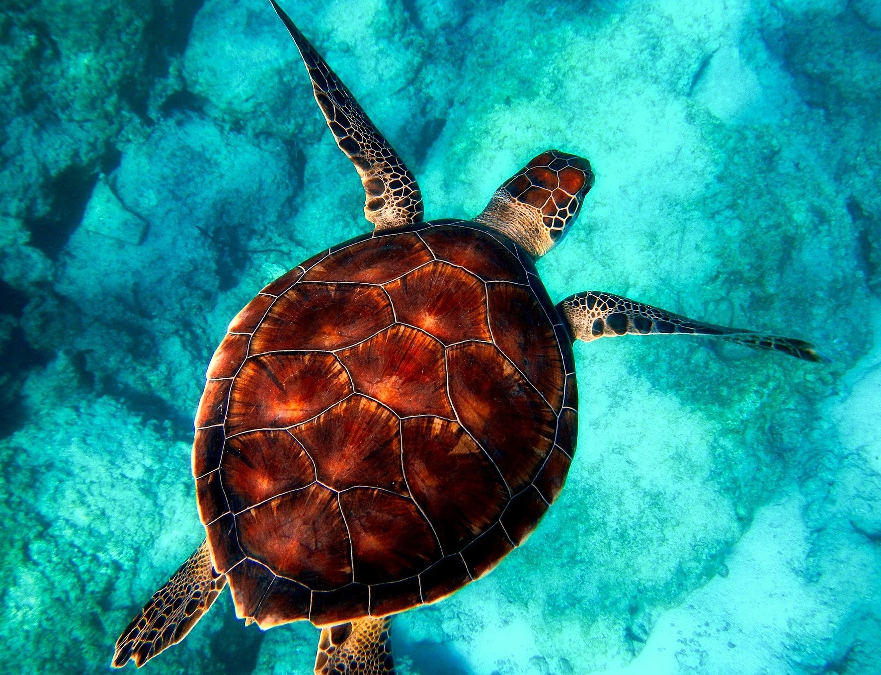 turtle