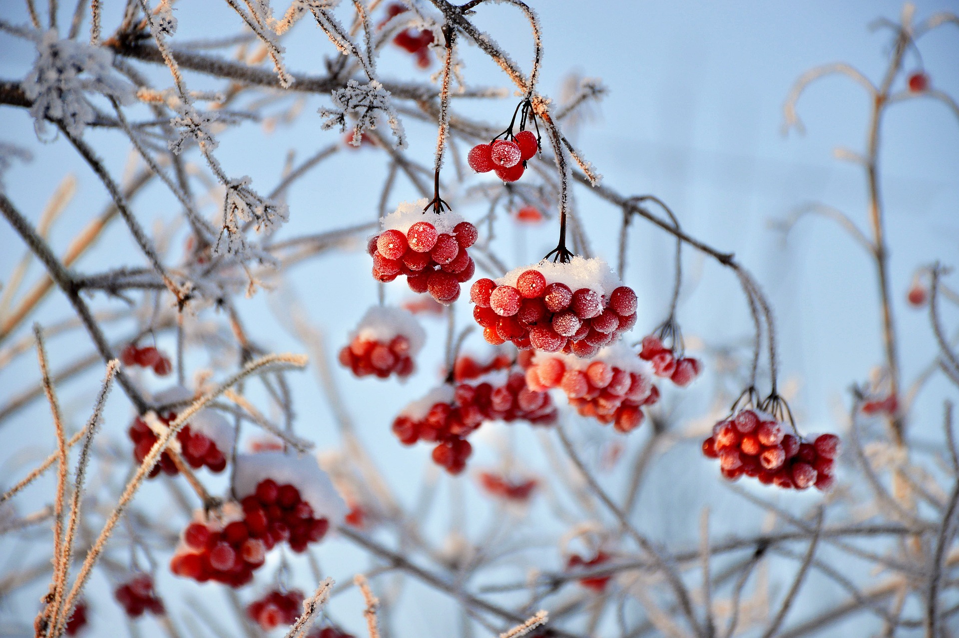 berries plant