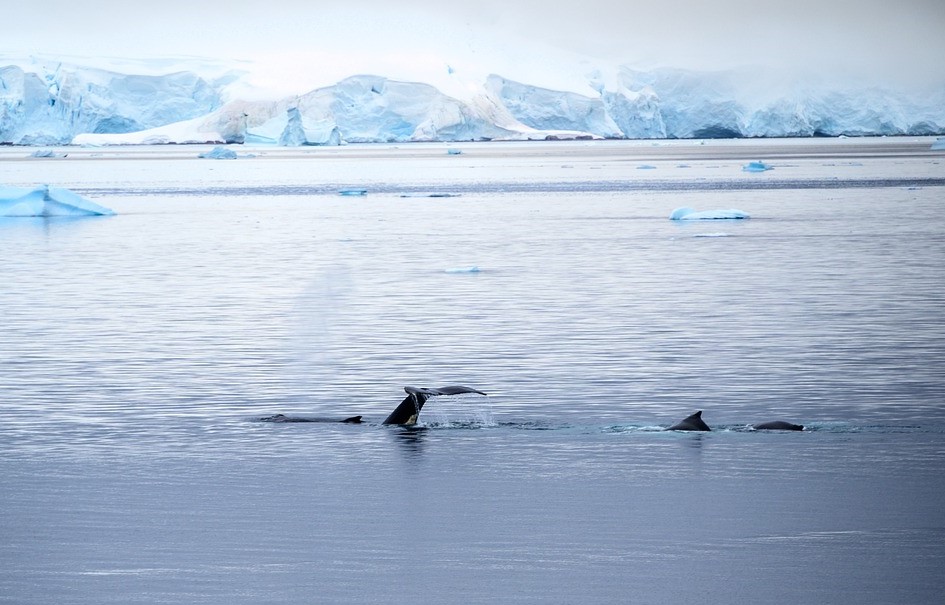 Whale in icy sea
