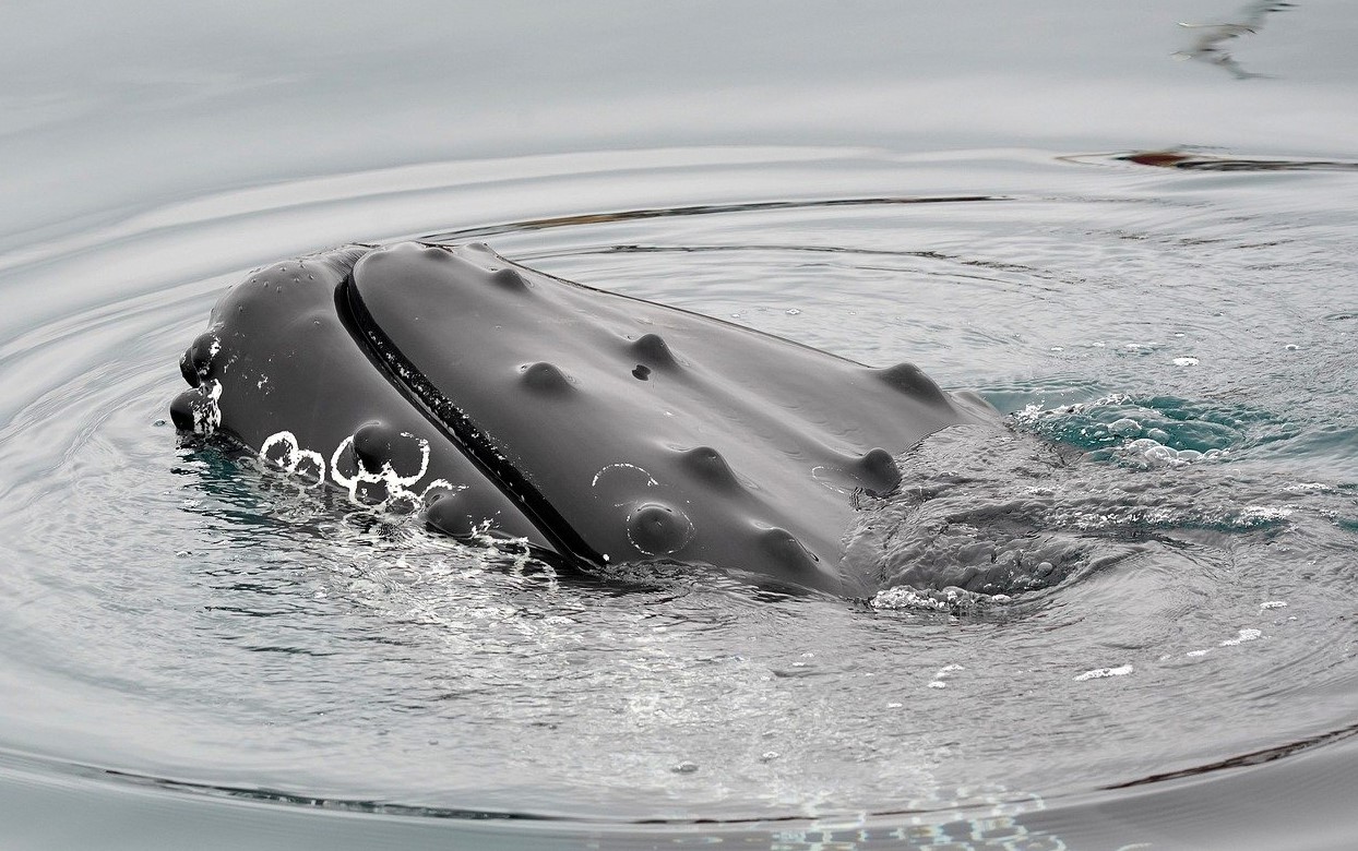 close up of whale in ocean