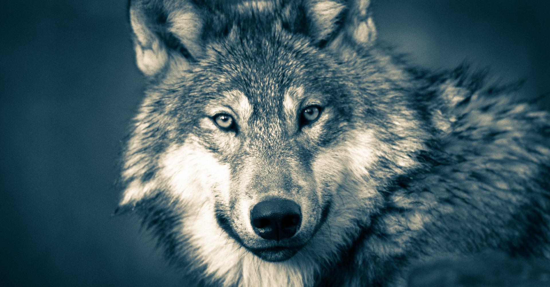 wolf pixabay